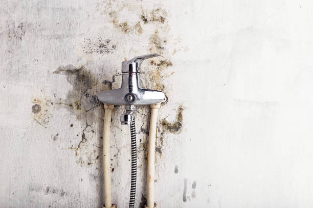 Best Black Mold Removal  in Wrightwood, CA