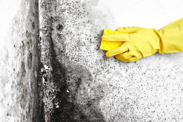 Best Affordable Mold Removal  in Wrightwood, CA