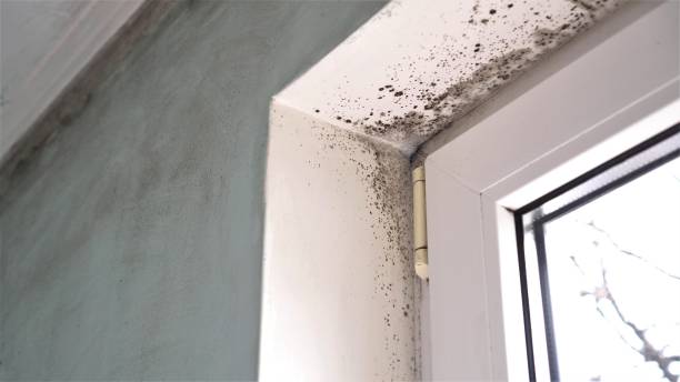 Best Mold Testing and Removal  in Wrightwood, CA