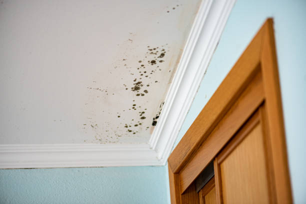 Best Certified Mold Removal  in Wrightwood, CA