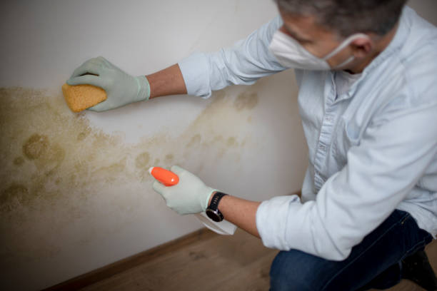 Office Mold Removal Services in Wrightwood, CA