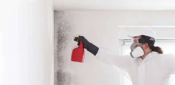 Best Commercial Mold Removal  in Wrightwood, CA