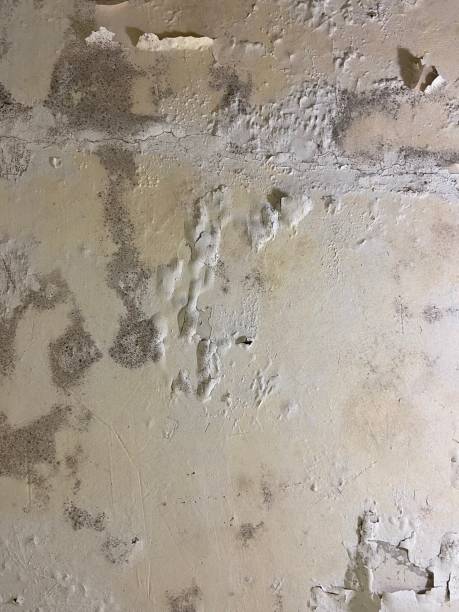 Best Water Damage Restoration  in Wrightwood, CA